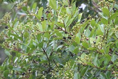 Syzygium caryophyllatum